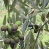 Olive Leaf Extract